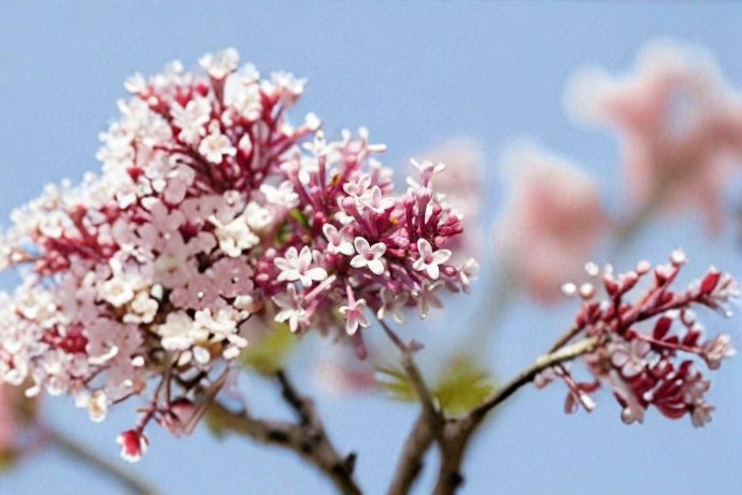 10 Syringa microphylla Seeds – Littleleaf Lilac Shrub with Pink-Lavender Fragrant Blooms for Gardens and Pollinator Gardens