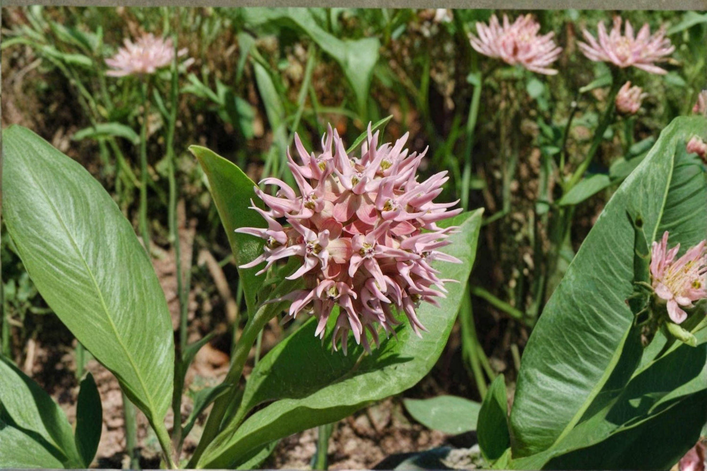 Showy Milkweed Seeds, Asclepias speciosa, Native Perennial Wildflower for Monarch Butterflies and Pollinators