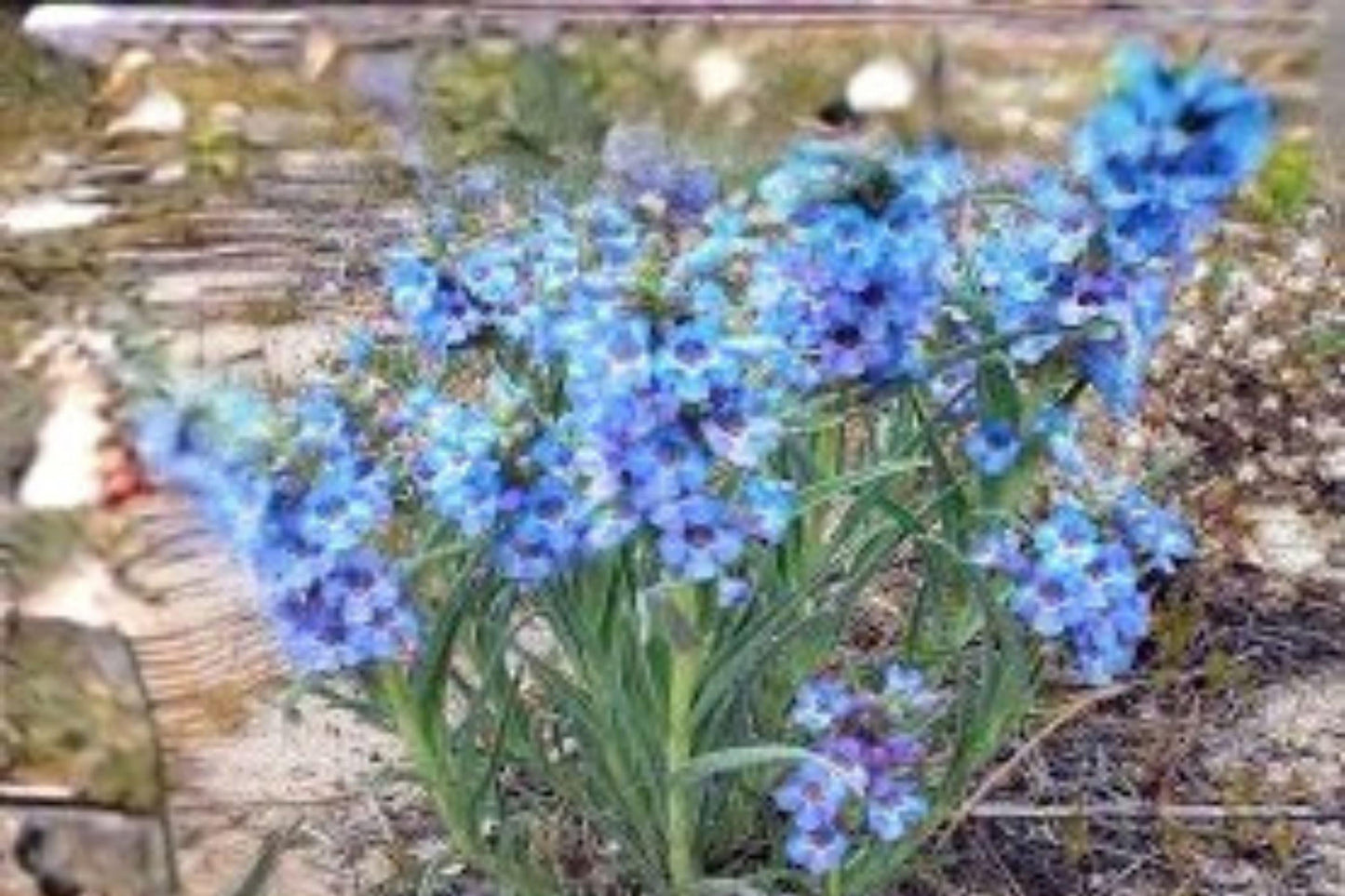 Penstemon angustifolius Seeds – Narrowleaf Blue Wildflower for Pollinator Gardens, Native Meadows, Drought Tolerance