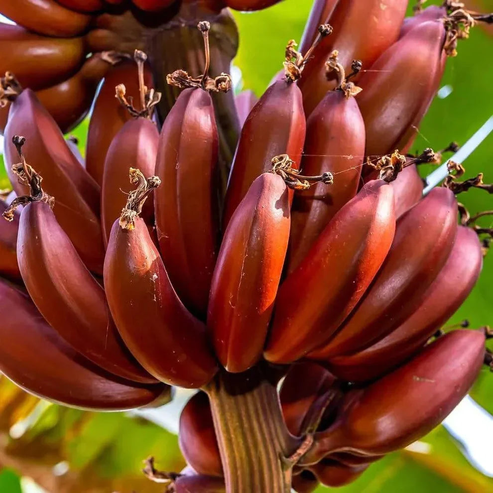 Red Dacca Banana Plant Live | Edible Tropical Fruit Tree | Musa acuminata | Indoor & Outdoor Growing