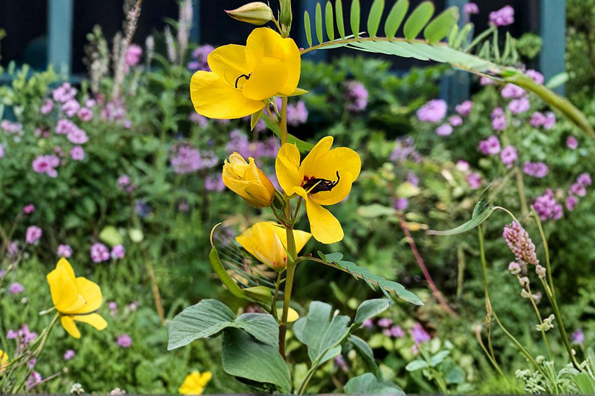 Partridge Pea Seeds 100 Pack | Native Wildflower Legume | Pollinator & Nitrogen Fixer | Chamaecrista fasciculata