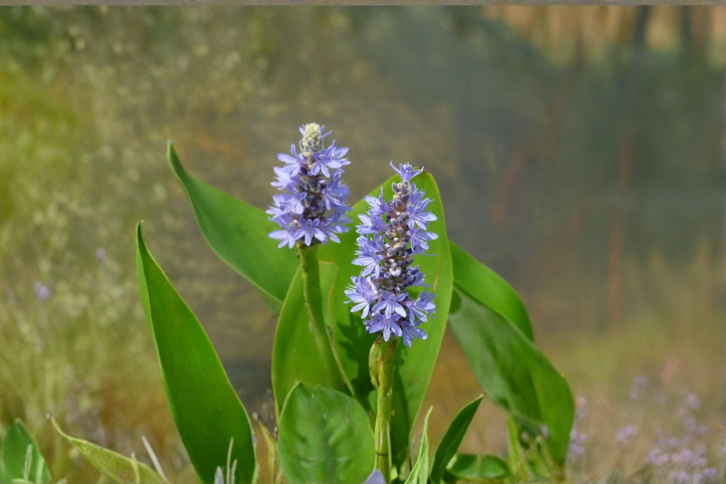 Pickerel Weed Seeds – Pontederia cordata – Native Aquatic Perennial for Ponds, Wetlands & Water Gardens