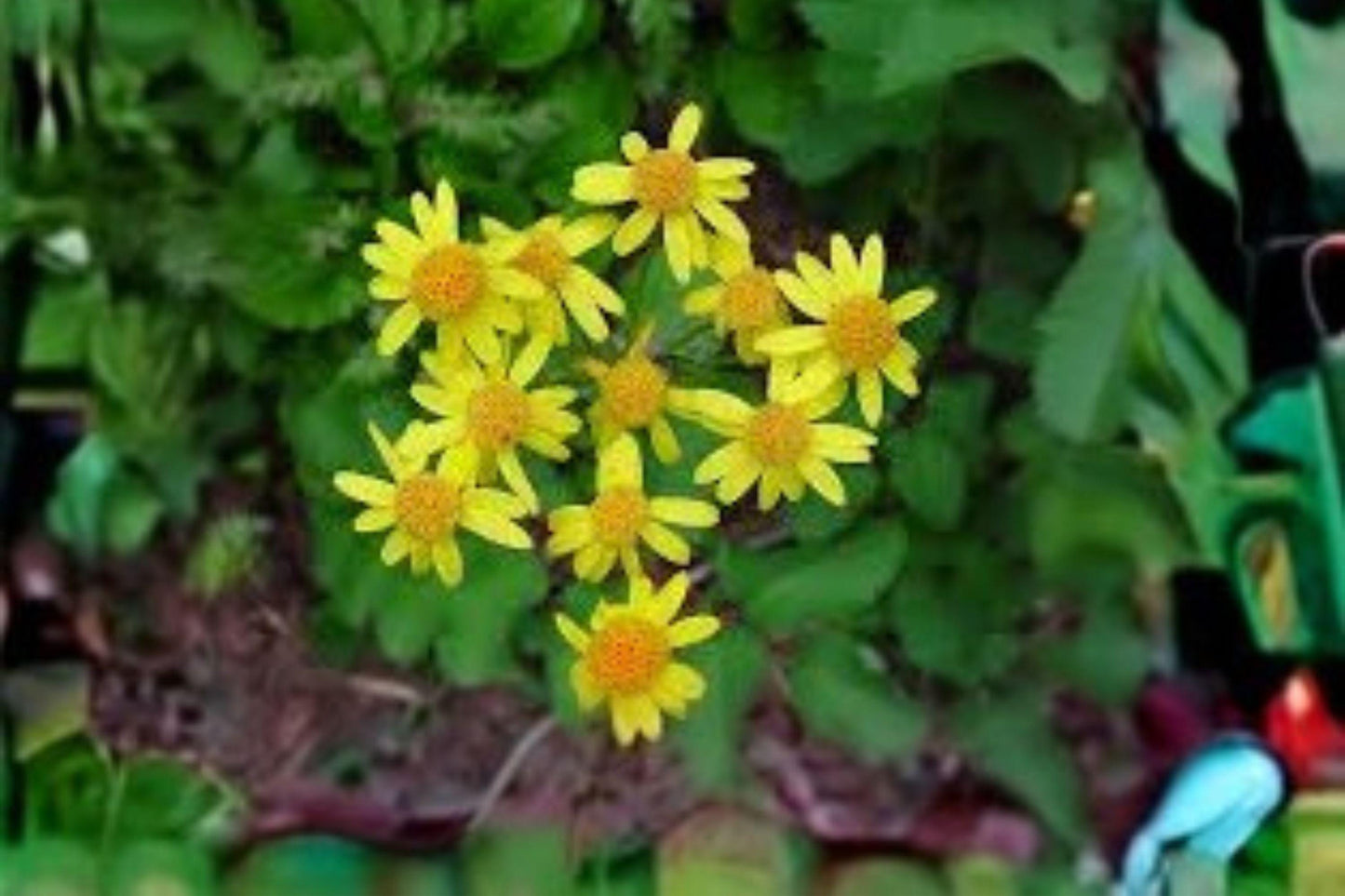 Golden Ragwort Seeds – Packera aurea Native Perennial Wildflower for Pollinator Gardens, Bright Yellow Flowers