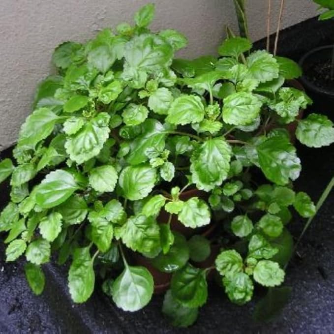 Plectranthus Swedish Ivy House Plant Assorted Rooted Starter Trailing Indoor Plant, Easy Care, Live Bareroot Foliage