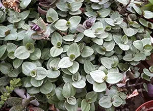 Unrooted Plant Cuttings | Dwarf Bolivian Wandering Jew | Callisia repens | Trailing Miniature Plant for Pots & Terrariums