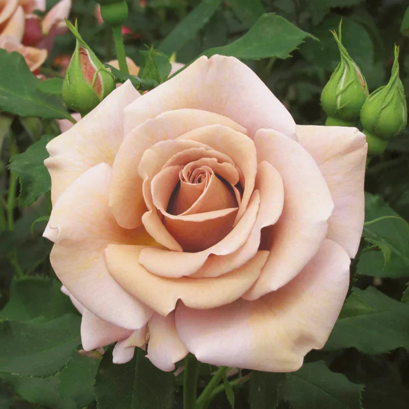 Super Rare Koko Loka Rose Cuttings – Taupe-Lavender Wedding Rose, Unrooted for Rooting or Grafting, Rosa ‘Koko Loco’