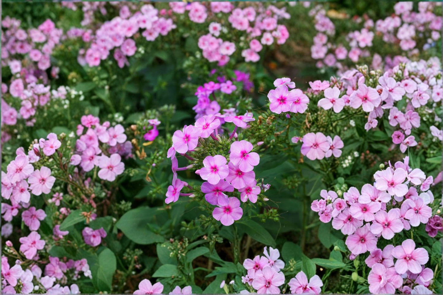 100 Annual Phlox Seeds – Phlox drummondii – Bright Colorful Summer Flower – Pollinator-Friendly Annual Plant