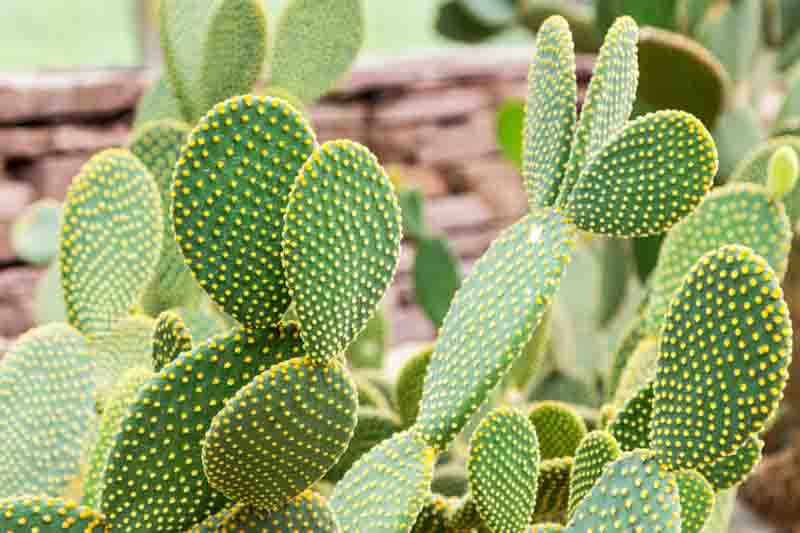 Bunny Ears Cactus Cuttings - 7 Fresh Unrooted Pads, Opuntia Microdasys, Drought-Tolerant Succulent, Easy to Grow, Live Prickly Pear