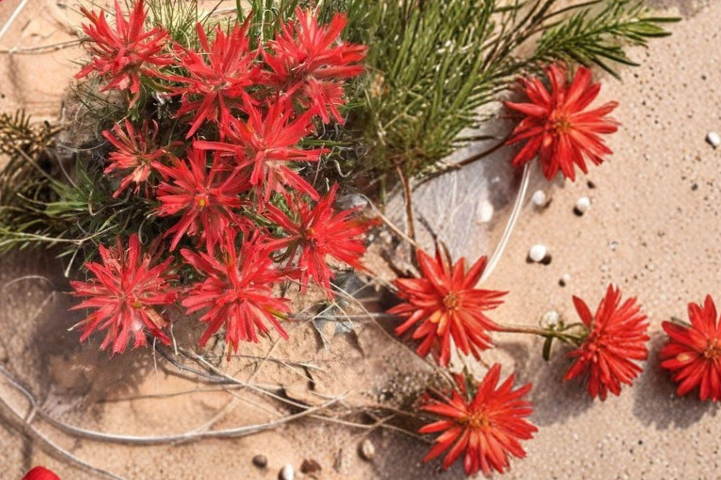 Castilleja angustifolia v. dubia Wildflower Seeds – Northwestern Indian Paintbrush, Native Perennial, Bright Red-Orange Blooms