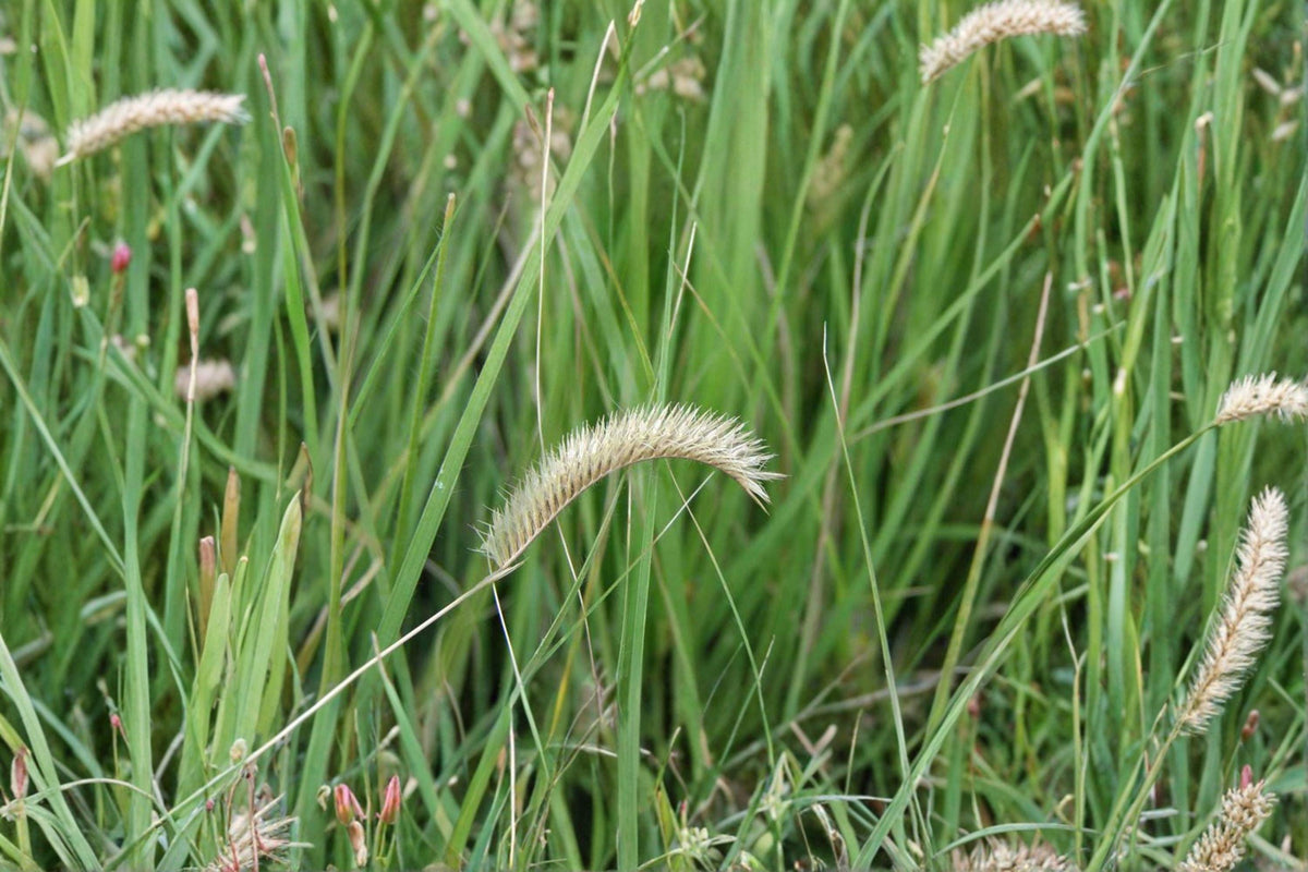 Blue Grama Grass Seeds – Native Prairie, Drought Tolerant, Lawn Alternative – Bouteloua gracilis, Warm-Season Bunchgrass