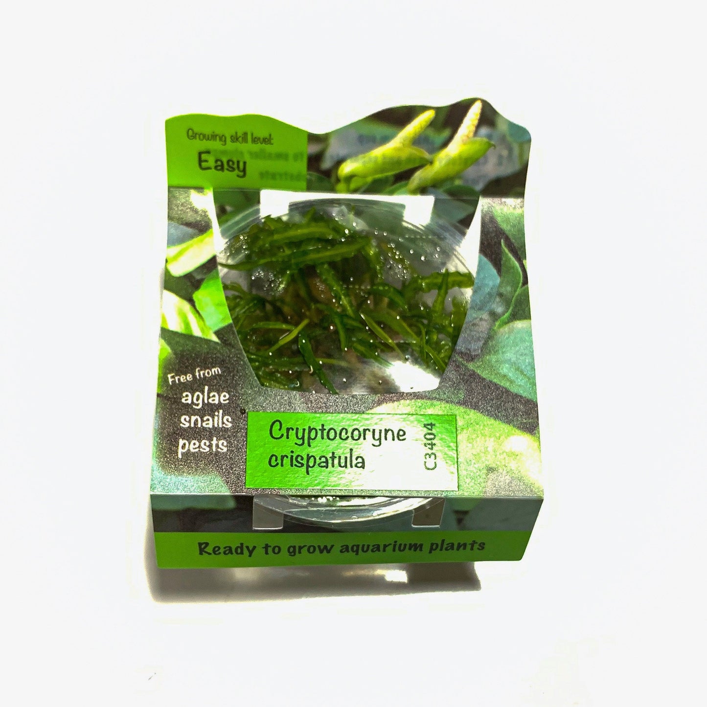 Cryptocoryne Balansae