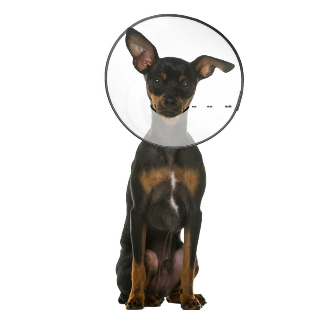 ZenPet E-Clear Plastic Recovery Collar Size Small