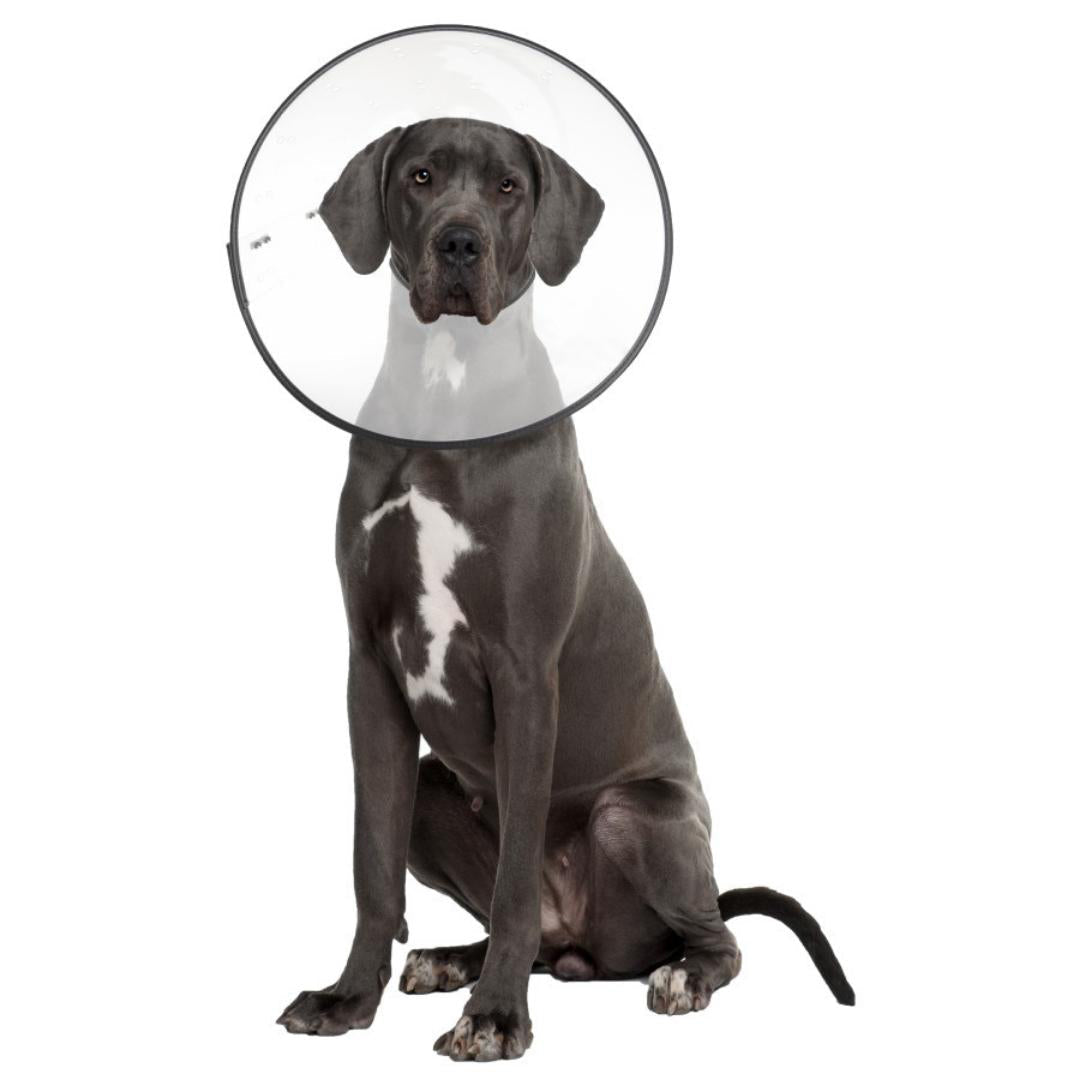 ZenPet E-Clear Plastic Recovery Collar Size XX-Large
