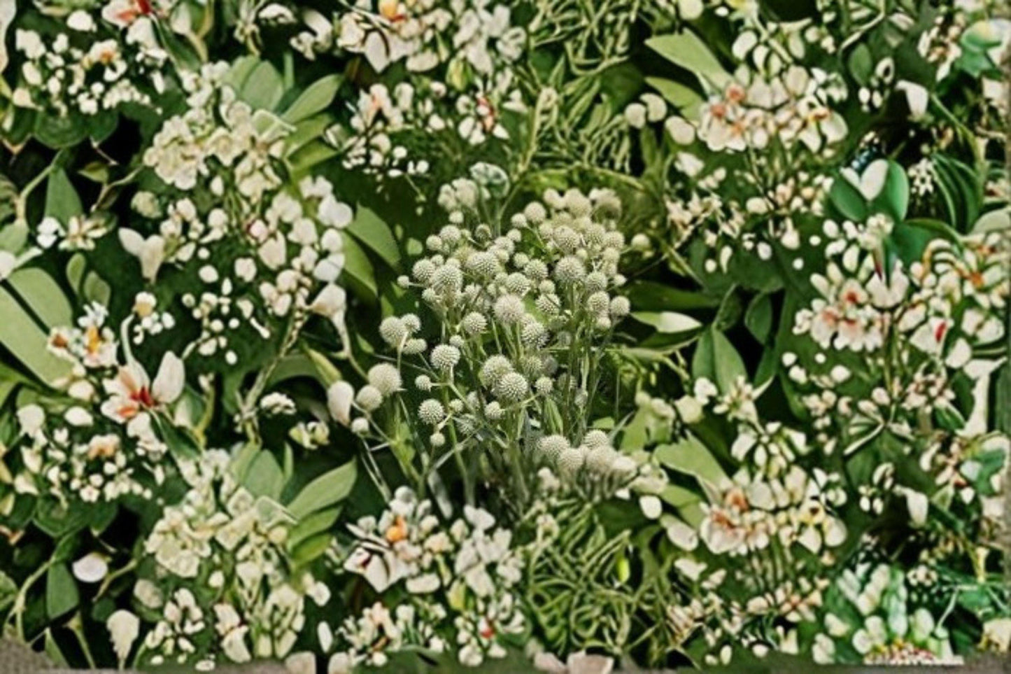 100 Seeds Eryngium yuccifolium Rattlesnake Master Perennial Wildflower Native Prairie Pollinator Drought-Tolerant Plant