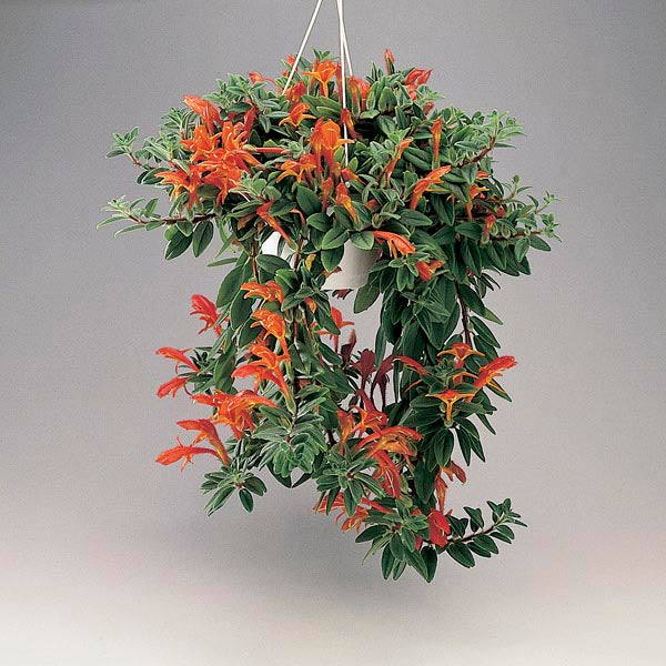 Goldfish Plant (Columnea gloriosa) 3 Stems with Roots, Indoor Houseplant, Rare Red Blooms, Easy Care Tropical Flowering Plant
