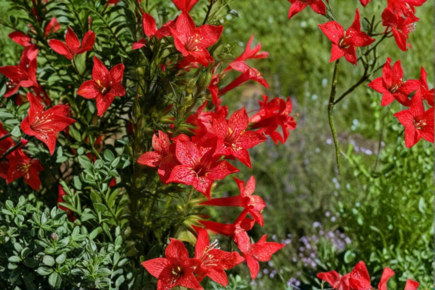 Standing Cypress Seeds – Ipomopsis rubra – Red Native Wildflower for Pollinators & Gardens