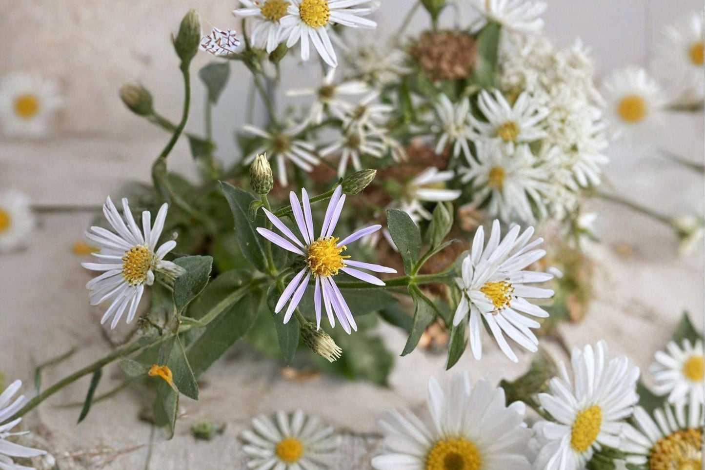 Big Leaved Aster Seeds, Eurybia macrophylla, Native Woodland Flower, Perennial Wildflower, Shade Tolerant, Late Summer Bloom