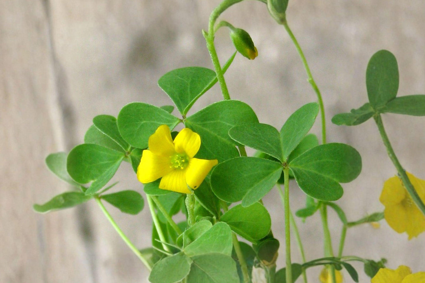 Yellow Wood Sorrel Seeds, Oxalis stricta, Lemon Clover, Native Perennial Herb, 10 Pack