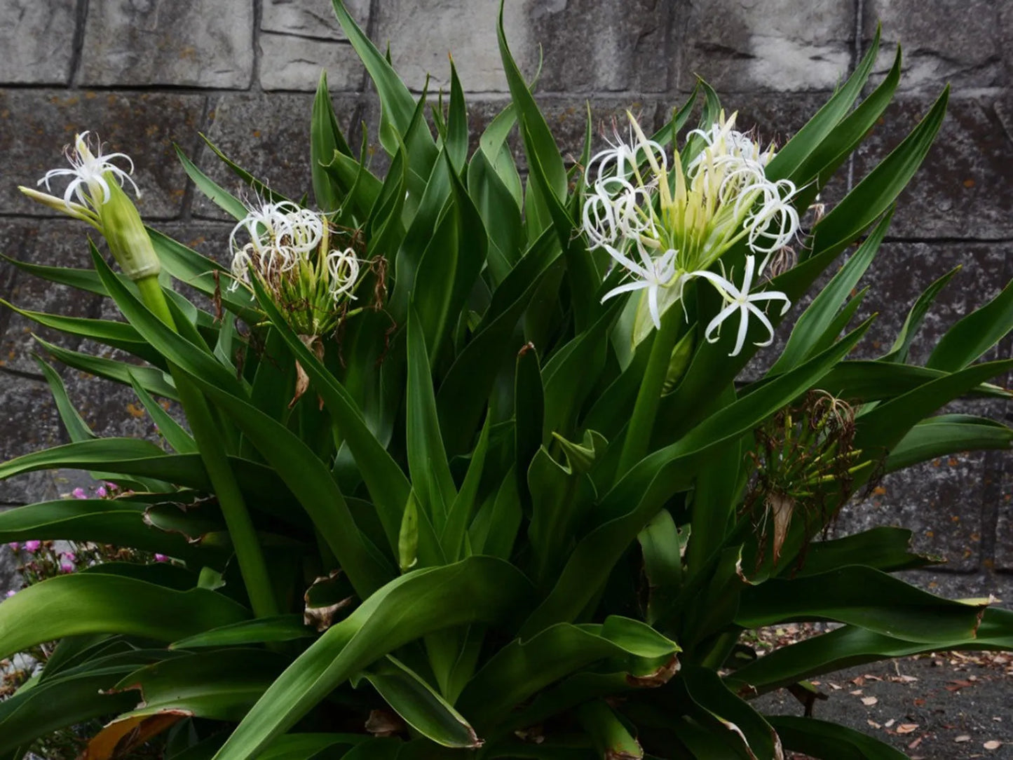 Crinum Lily Rooted Starter Plant | Giant White Spider Lily | Fragrant Tropical Flower | Hardy Bulb Plant | Crinum asiaticum
