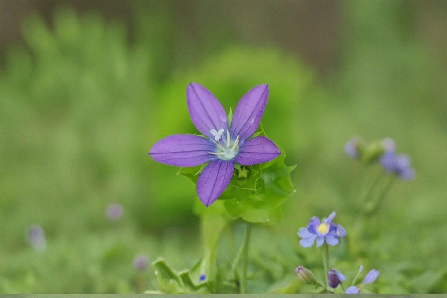Venus Looking Glass Seeds – Triodanis perfoliata Native Annual Wildflower for Pollinators, Meadow, Restoration Projects