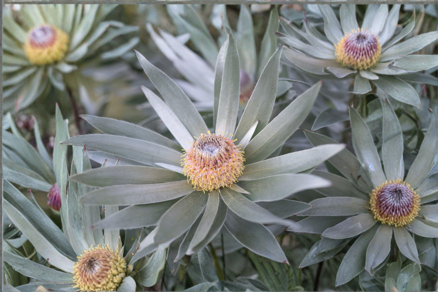 Silver Tree Seeds, Leucadendron argenteum, Rare South African Evergreen, Collector Seeds, Exotic Ornamental Plant