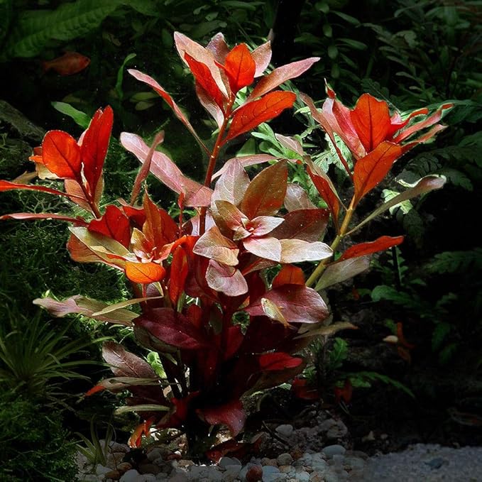 Ludwigia Repens Red Live Aquarium Plant | Fresh Stem Bunch | Red-Green Color | Easy to Grow, Bareroot, Scientific Name Ludwigia natans