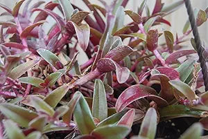 Unrooted Plant Cuttings Cyanotis obtusa Wandering Jewel Purple Green Foliage Houseplant