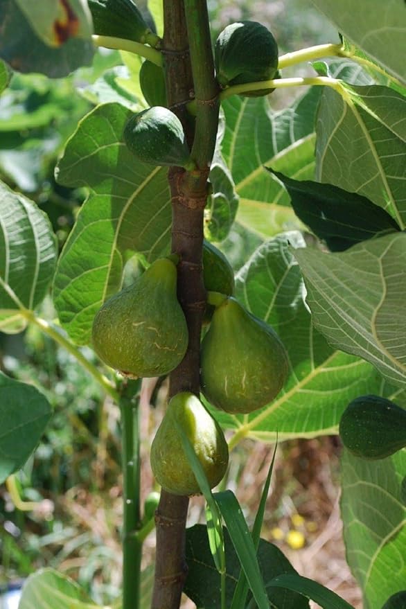 Lattarula Italian Honey Fig Cuttings – Unrooted 6–8" Ficus carica, Sweet Green Fig Tree for Propagation, Heirloom, Cold Hardy, Self-Fertile