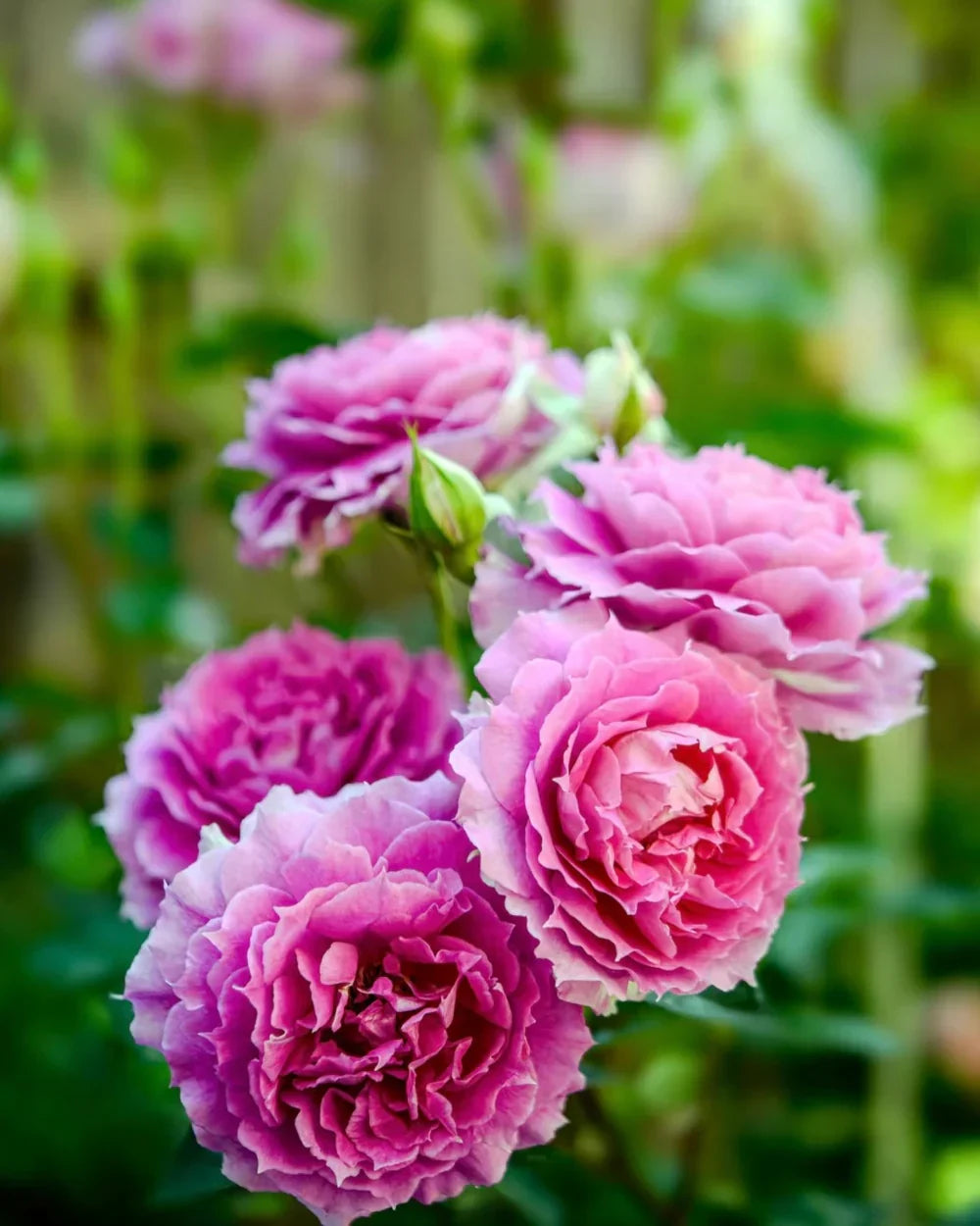 Super Rare Pink Sheherazade Rose Cuttings – Unrooted Propagation Material for Grafting & Rooting, Exotic Pink Blooms, Rosa ‘Sheherazade’