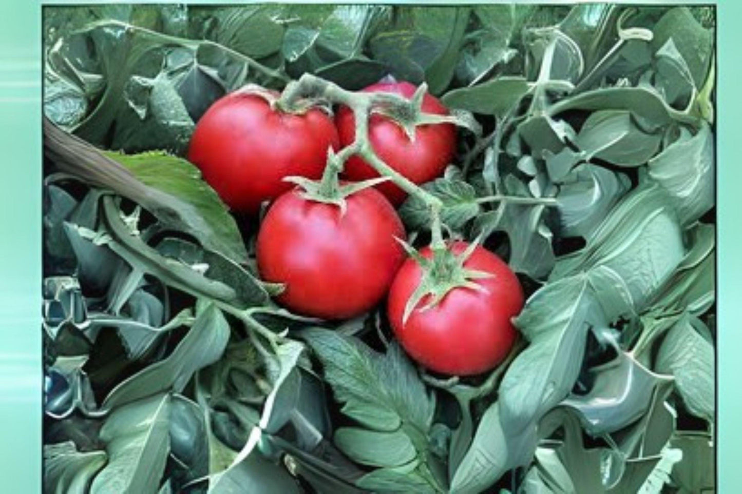 Tomato Seeds Ace 55 Heirloom Slicing Low Acid Solanum lycopersicum 100mg