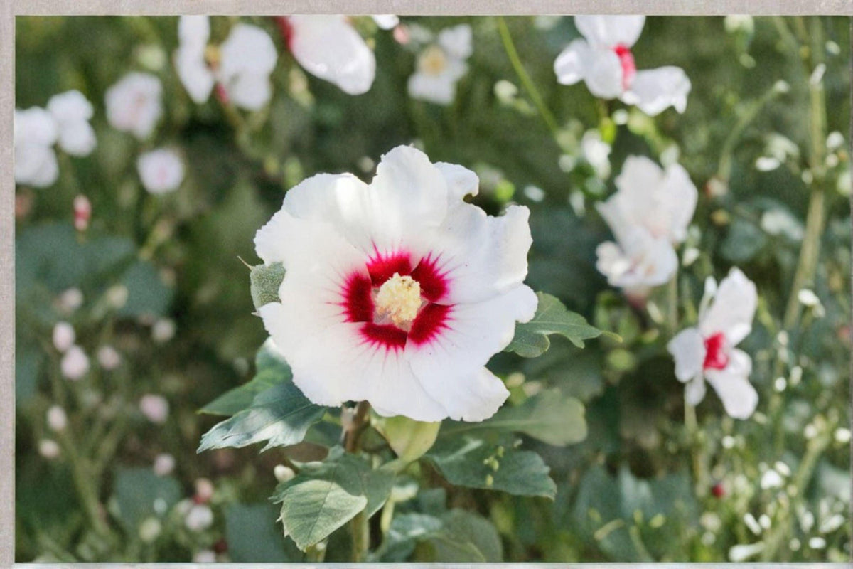 Swamp Rose Mallow Seeds 30 Pack | Hibiscus moscheutos Native Perennial Wildflower for Wetlands & Pollinator Gardens