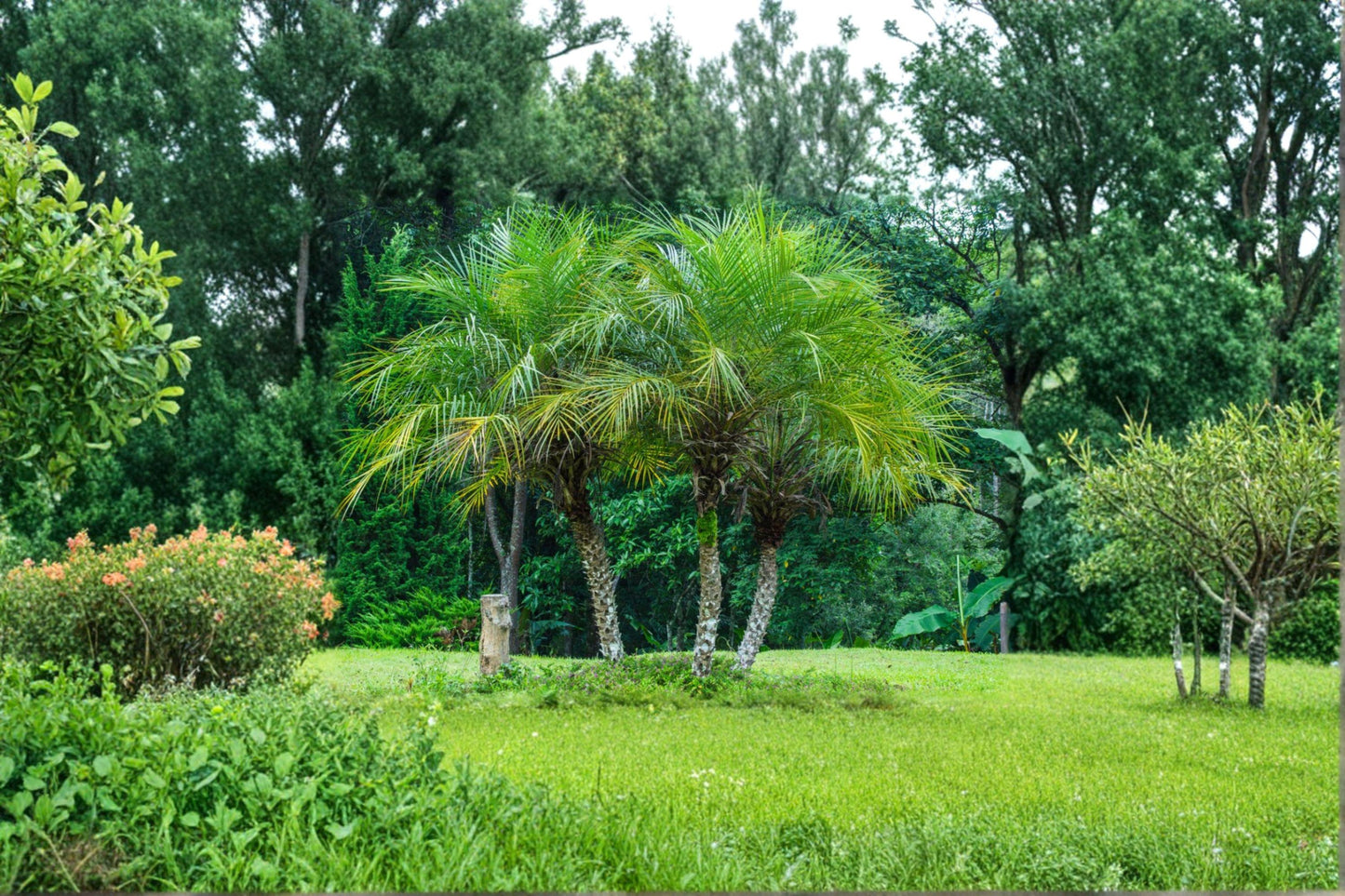 Pygmy Date Palm Seeds, Phoenix roebelenii, Tropical Dwarf Evergreen Tree, Container Planting, 5 Seeds