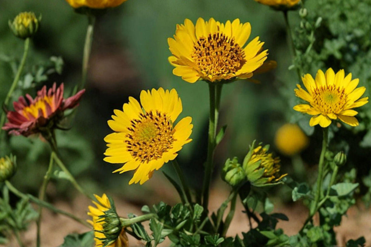 Yellow Crownbeard Seeds – Verbesina helianthoides Native Wildflower for Pollinators, Summer Blooms, Full Sun, Perennial Plant
