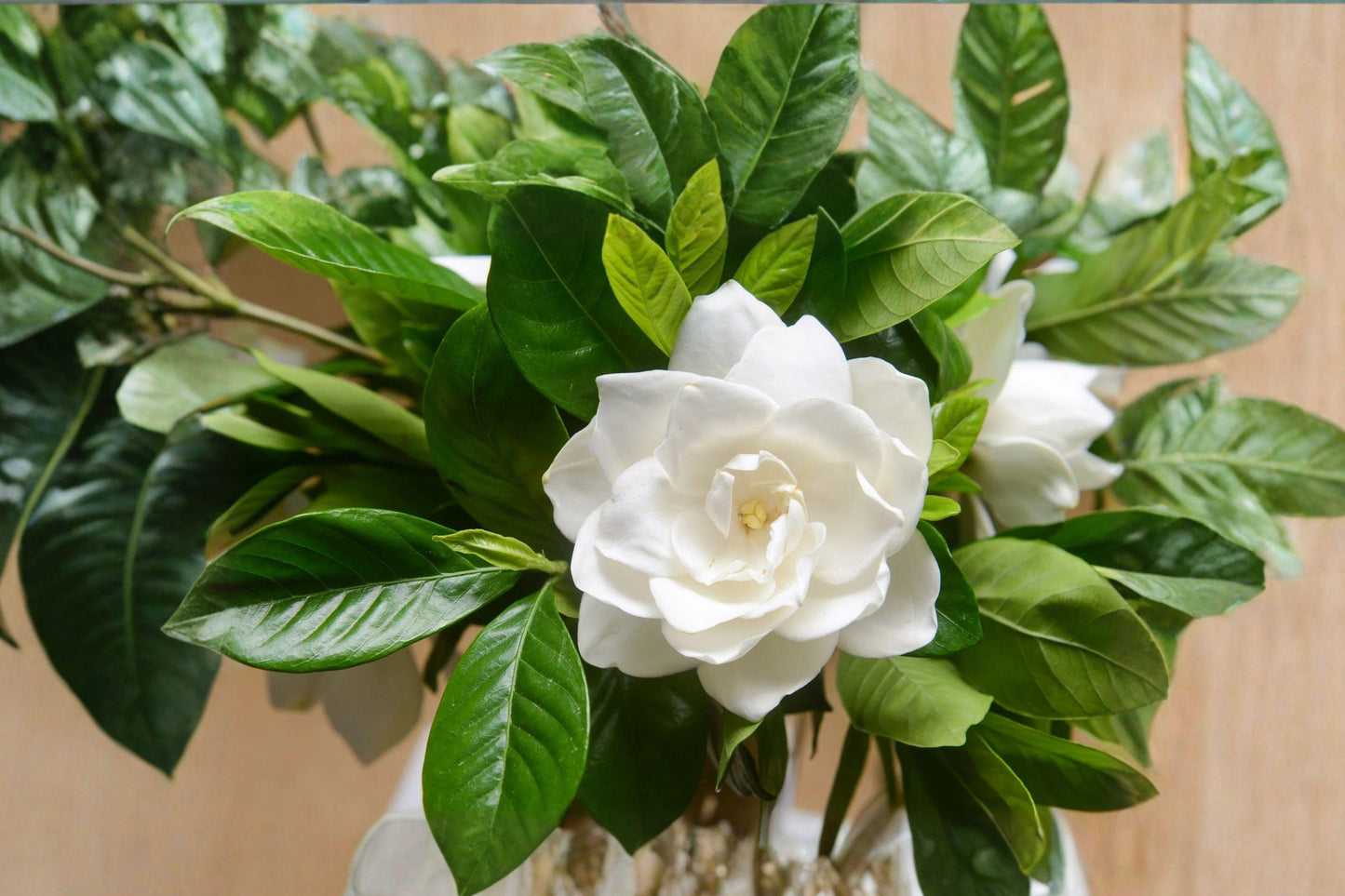 Gardenia jasminoides Seeds – 20 Fragrant White Flower Evergreen Shrubs for Garden & Patio