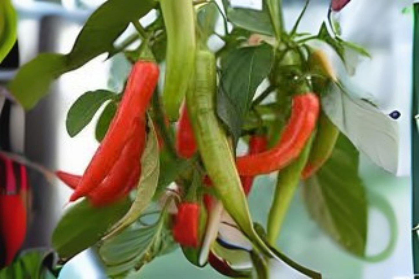 Pepperoncini Italian Sweet Pepper Seeds, Heirloom Capsicum annuum, Mild Tangy-Sweet, High-Yield, for Pickling, Salads & Italian Cuisine