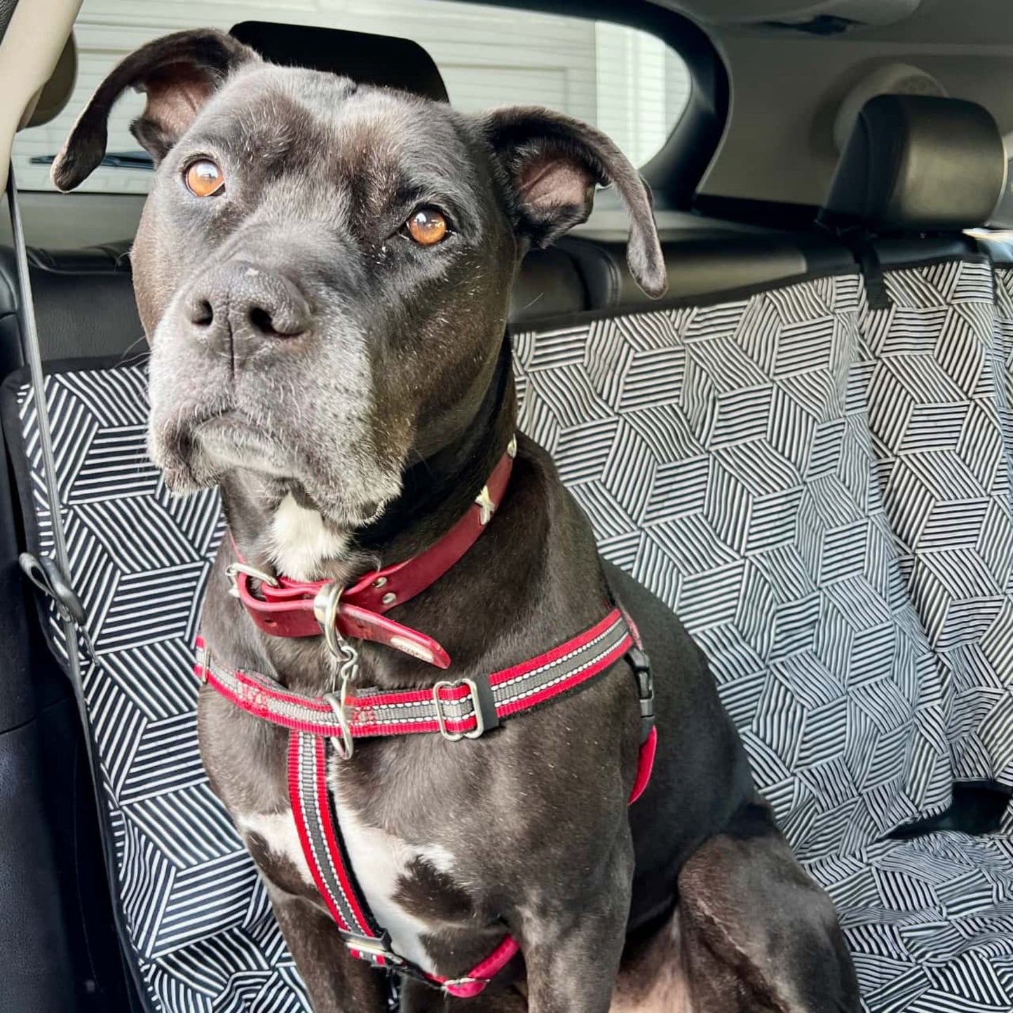 Molly Mutts Dog Cat Car Seat Cover Rough Gem