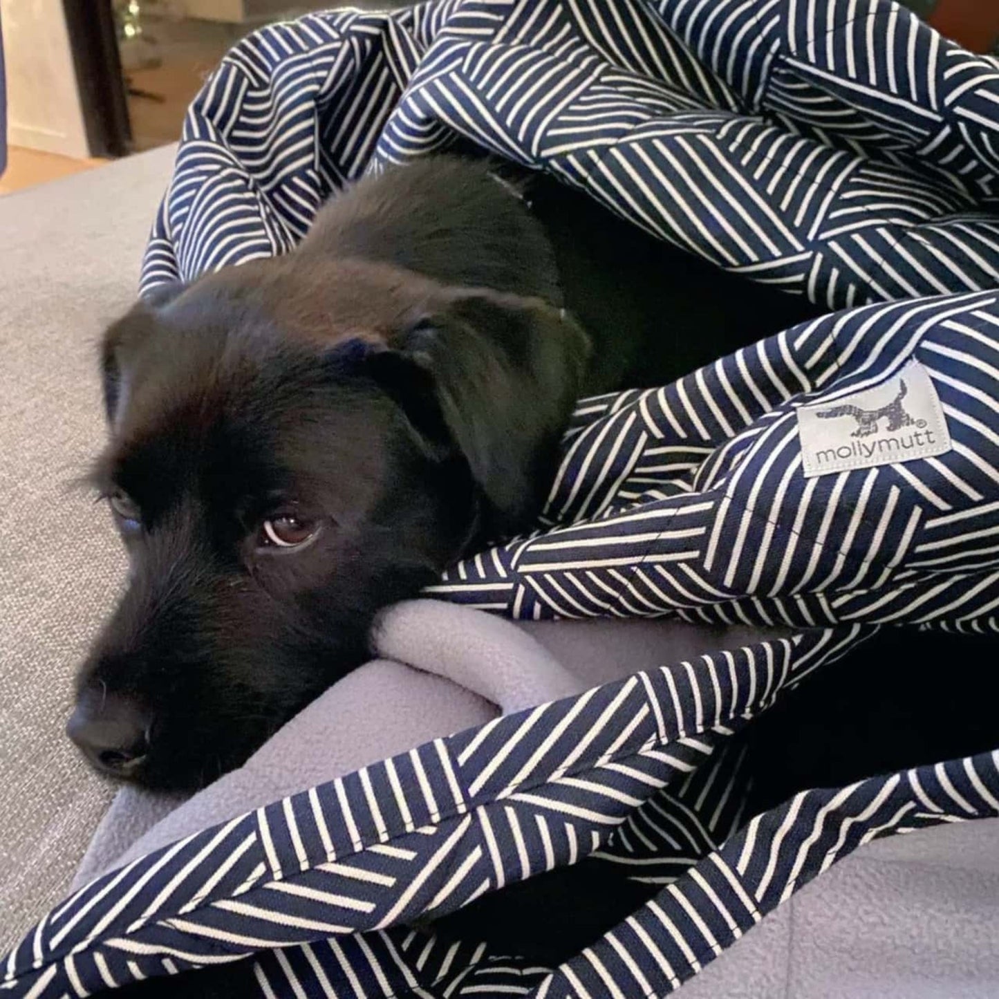 Molly Mutts Dog Cat Blanket Rough Gem Medium 56" x 48"