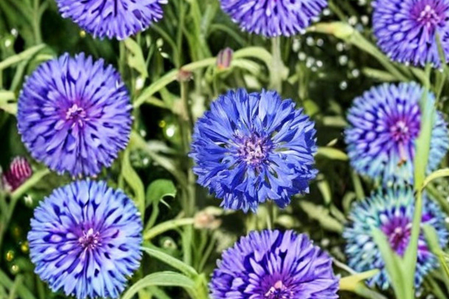Blue Bachelors Button Seeds, Cornflower, Annual Wildflower, Centaurea cyanus, Vibrant Blue Flowers, Easy to Grow, Bee & Butterfly Attracting