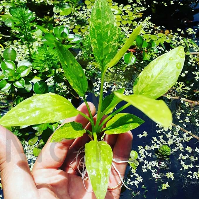 Live Aquarium Plant Small Bare Root - Amazon Sword Marble Queen Variegated Echinodorus for Freshwater Aquascape