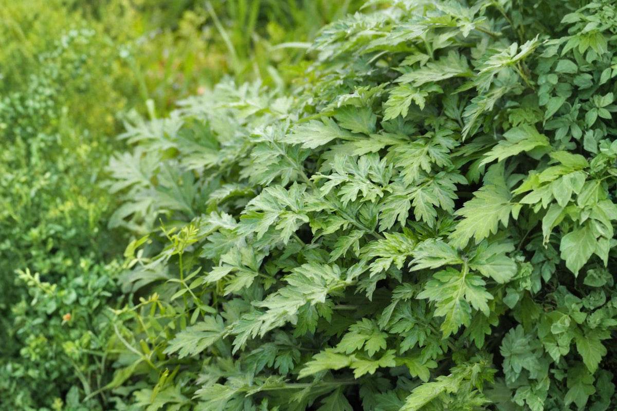 Yomogi Mugwort Herb Seeds - Artemisia princeps - Aromatic Perennial for Herb Gardens & Landscaping, 100 Seeds