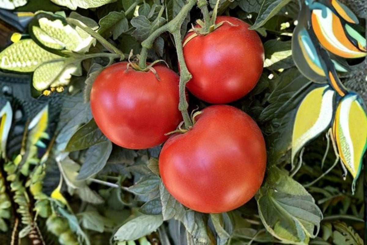 Heirloom Tomato Seeds – Super Sioux, Non-GMO, Drought & Heat Tolerant, 100 mg, for Slicing, Canning & Fresh Eating, Solanum lycopersicum