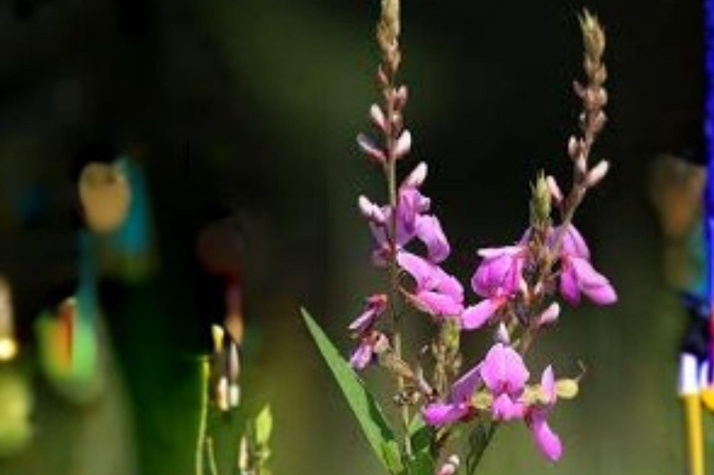 Showy Tick Trefoil Seeds – Desmodium canadense – Native Pollinator Legume – Purple Wildflower – Perennial Wildflower Seeds