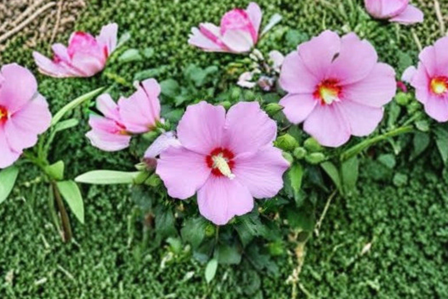 Hibiscus syriacus Seeds – Rose of Sharon Flowering Shrub, Pink, Purple, Blue, White – Hardy Garden Plant, Summer Bloom, Pollinator Attractant