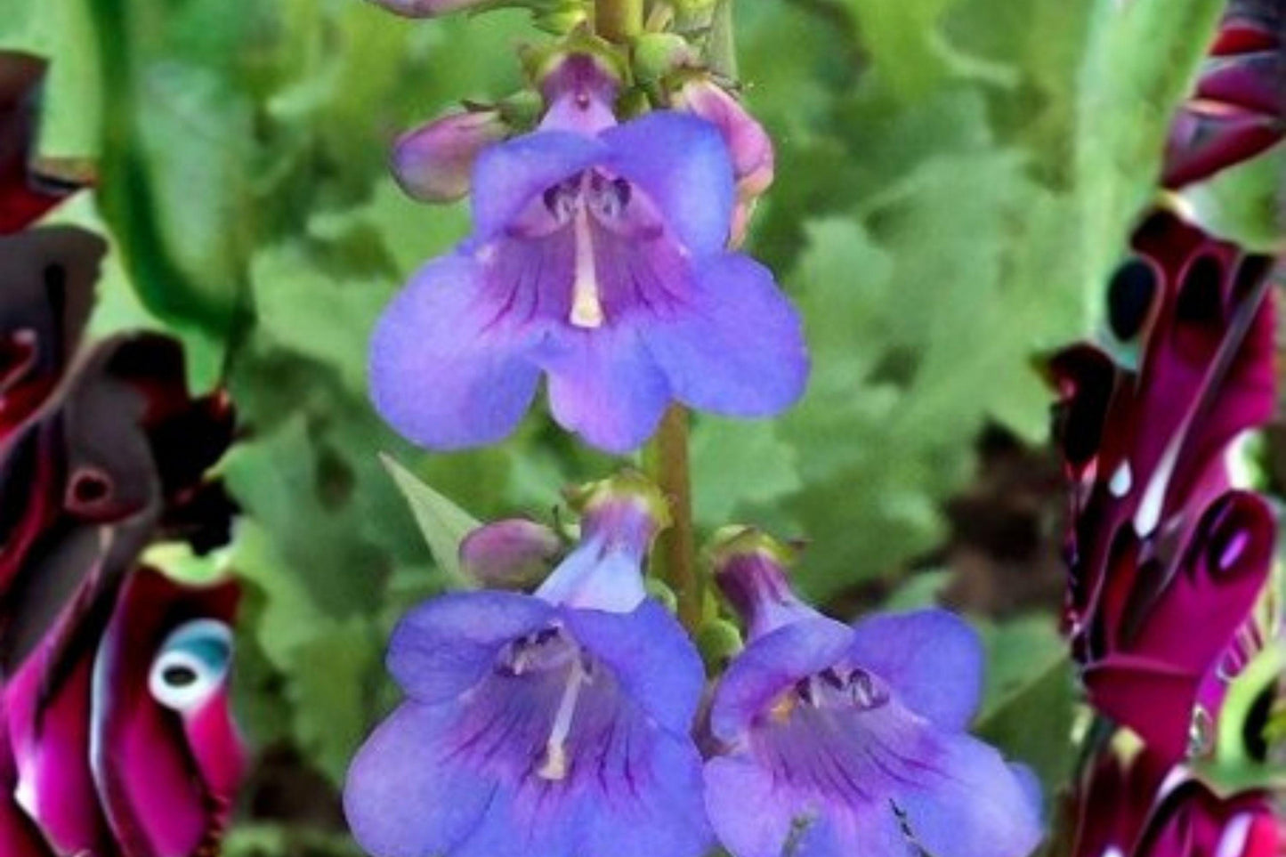100 mg Penstemon cyanocaulis Seeds – Blue Penstemon Wildflower for Pollinator Gardens, Native Planting, Bees & Hummingbirds