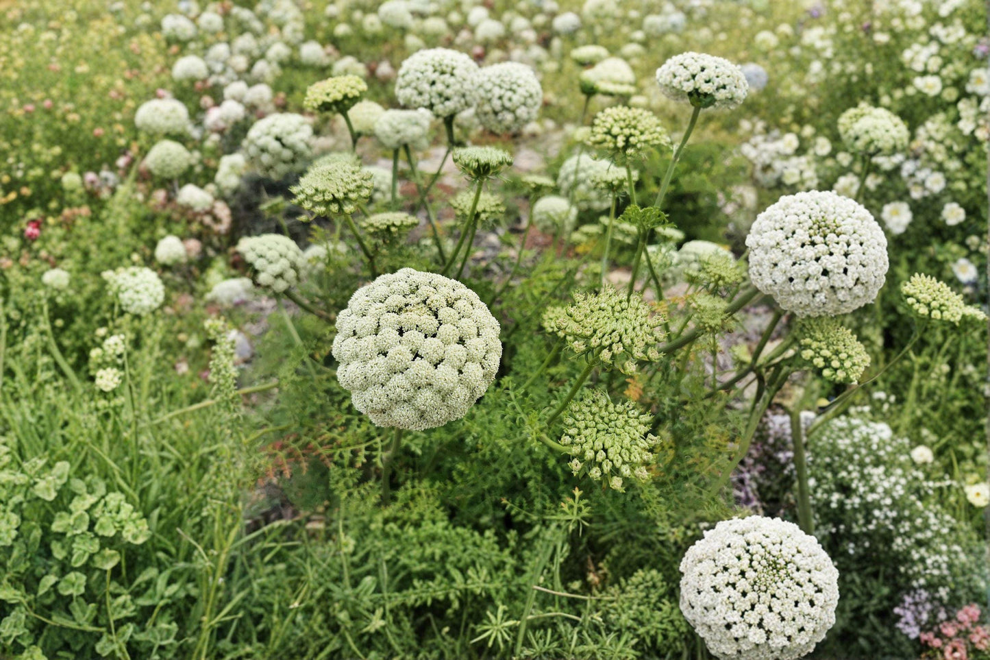Bishops Flower Seeds, Ammi majus, False Queen Annes Lace, Cut Flower, Cottage Garden, Annual, 100 Seeds