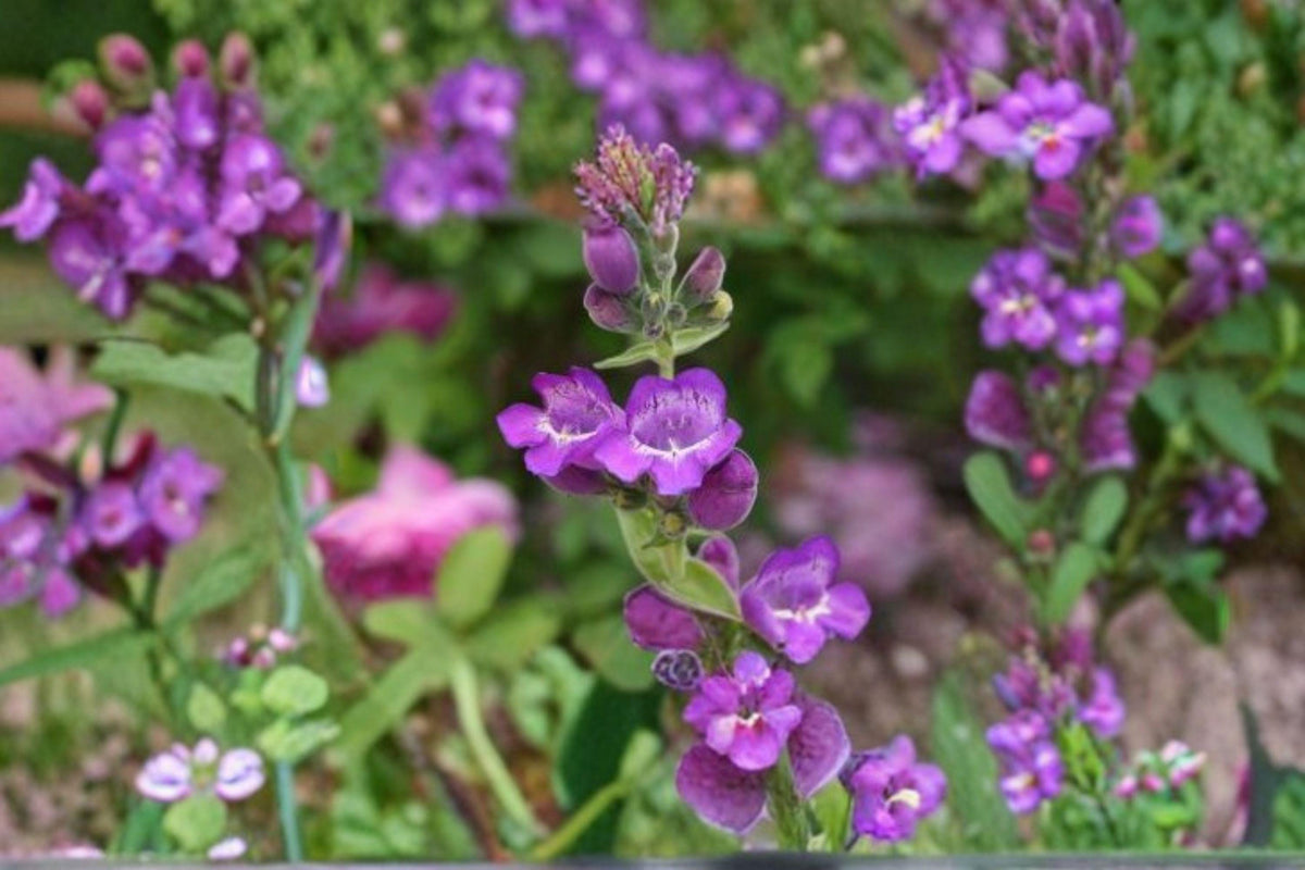 100 mg Penstemon secundiflorus Seeds | Sidebells Beardtongue Wildflower for Pollinator Gardens & Native Landscaping