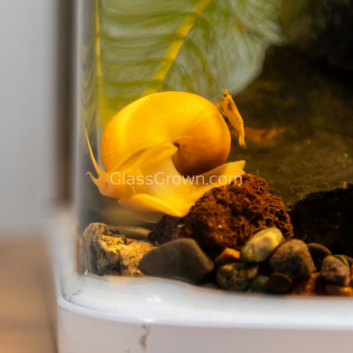 Golden Mystery Snail