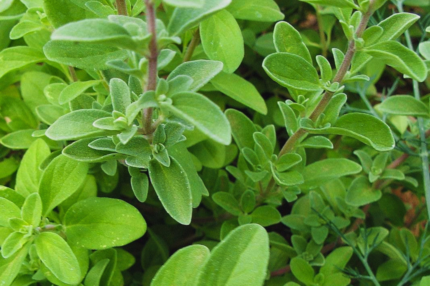 Sweet Marjoram Herb Seeds - Non-GMO, Culinary Herb, Origanum majorana, Pack of 200 Seeds