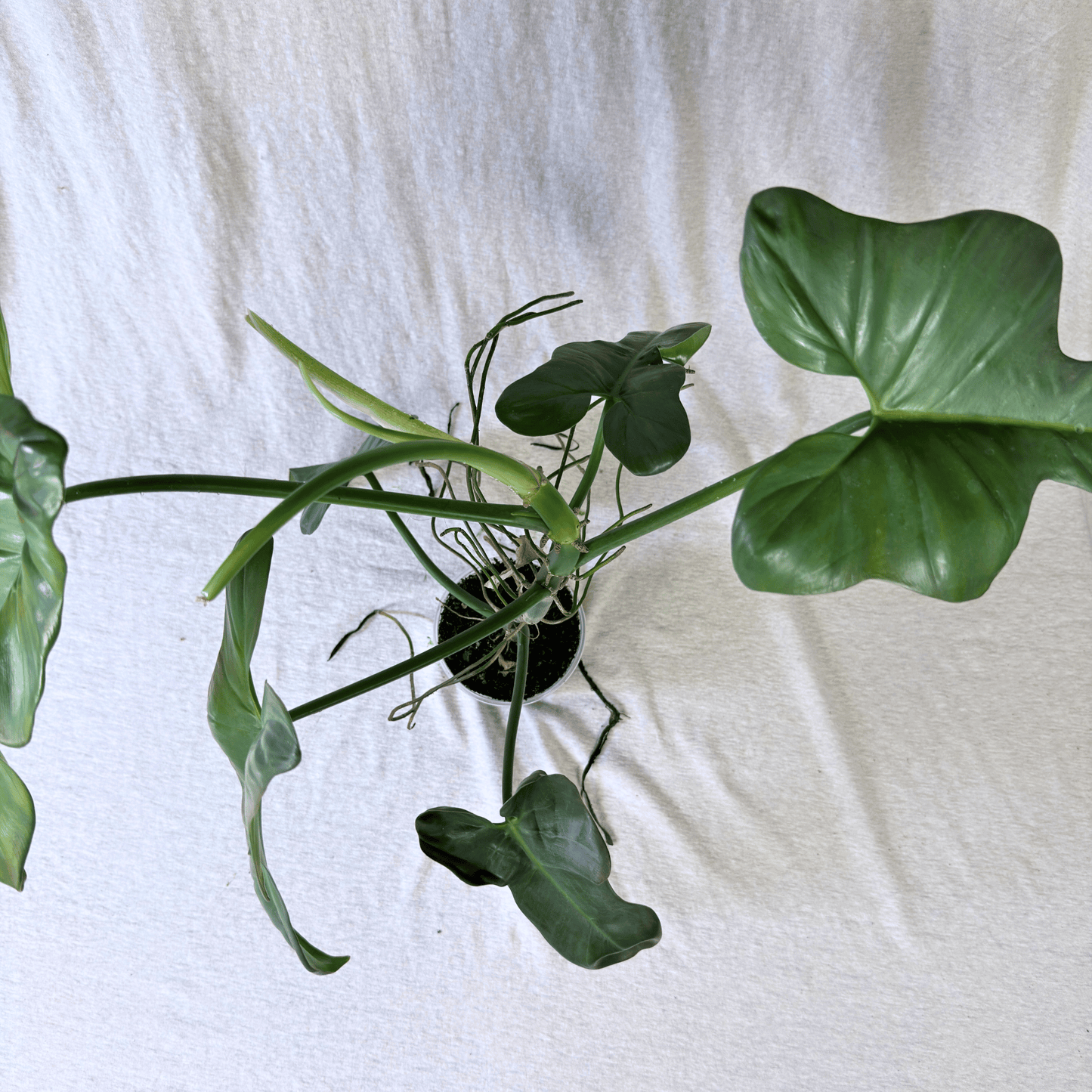 Philodendron bipennifolium 'Violin'