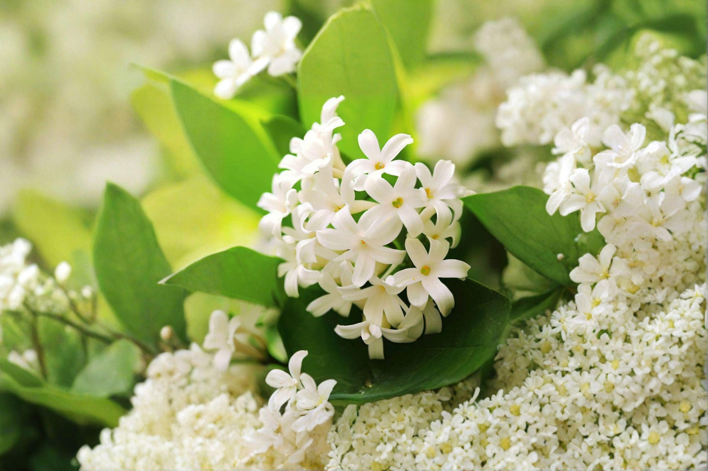 Japanese Tree Lilac Seeds, Syringa amurensis japonica, Fragrant Flowering Ornamental Tree, Garden, Landscape, Pollinator-Friendly